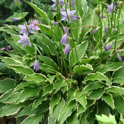 Хоста СТИЛЕТТО гибридная в Калинковичах