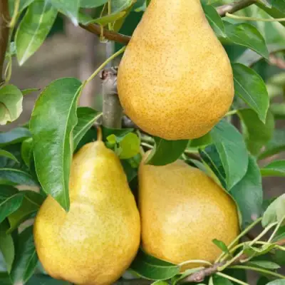 Груша ДЮШЕС ЛЕТНИЙ в Калинковичах