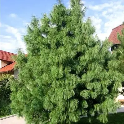 Сосна гриффита в Калинковичах