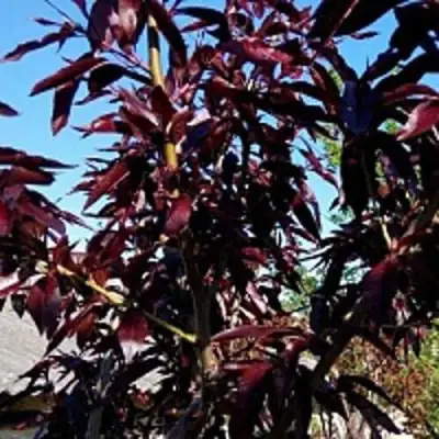 Персик БУРГУНДИ краснолистный в Калинковичах