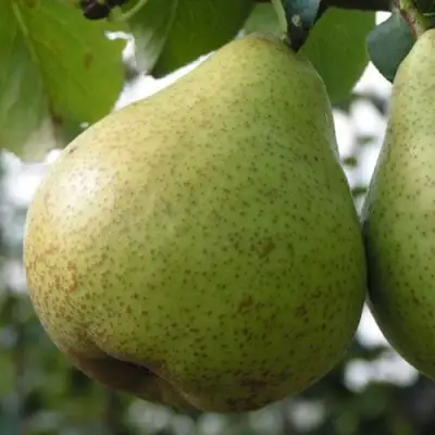 Груша ПЛАТОНОВСКАЯ в Калинковичах