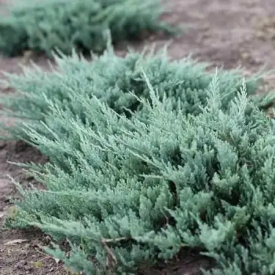 Можжевельник БЛЮ ЧИП горизонтальный  в Калинковичах