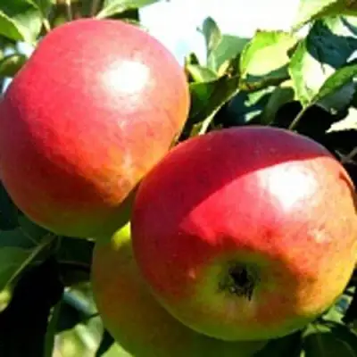 Яблоня СОКОЛОВСКОЕ стелющаяся в Калинковичах