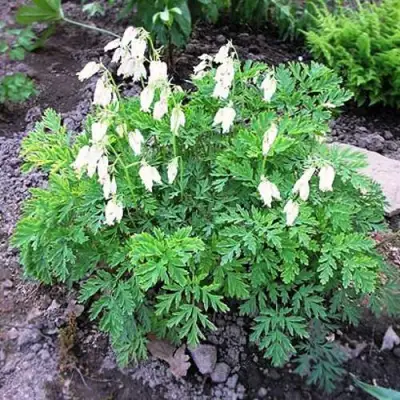 Дицентра красивая АВРОРА в Калинковичах