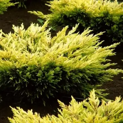 Можжевельник ЛАЙМ ГЛОУ горизонтальный  в Калинковичах