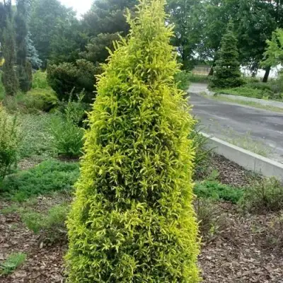 Можжевельник ГОЛД КОН обыкновенный в Калинковичах