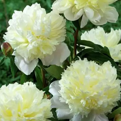 Пион ЛАУРА ДЕСЕРТ травянистый в Калинковичах