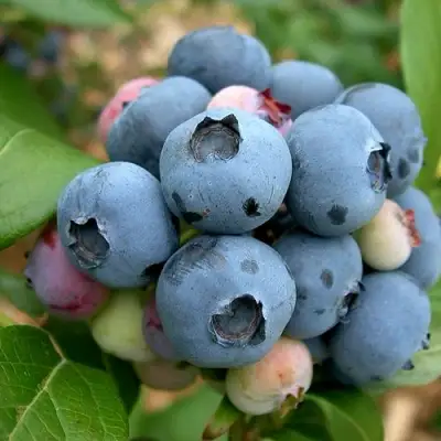 Голубика КОЛЛИНЗ в Калинковичах