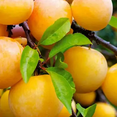 Слива МЕДОВАЯ ЖЁЛТАЯ в Калинковичах