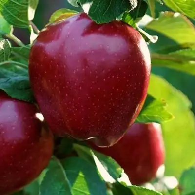 Яблоня РЕД ЧИФ в Калинковичах