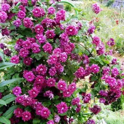 Клематис ПУРПУРЕА ПЛЕНА ЭЛЕГАНС в Калинковичах