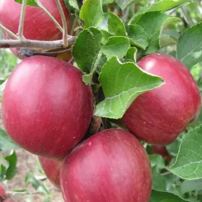 Яблоня МОСКОВСКОЕ ОЖЕРЕЛЬЕ колонновидная в Калинковичах