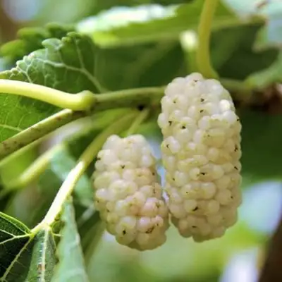 Шелковица БЕЛАЯ АЛЬБА в Калинковичах