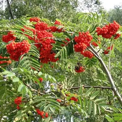 Рябина САХАРНАЯ ПЕТРОВА сладкоплодная в Калинковичах