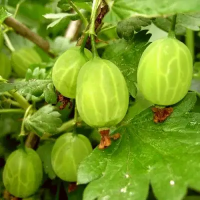 Крыжовник МАЛАХИТ в Калинковичах