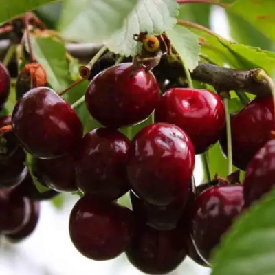 Вишня НОВОДВОРСКАЯ в Калинковичах