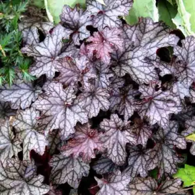 Гейхера ШУГА ФРОСТИНГ в Калинковичах