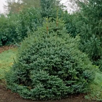 Ель НАНА сербская в Калинковичах