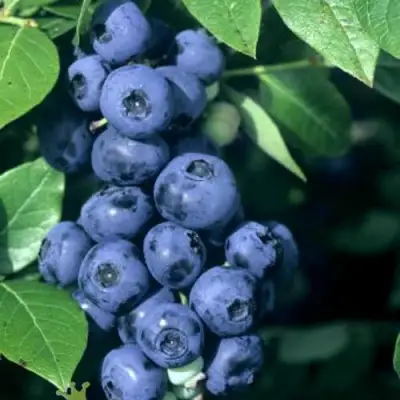 Голубика НОРТ КАНТРИ в Калинковичах