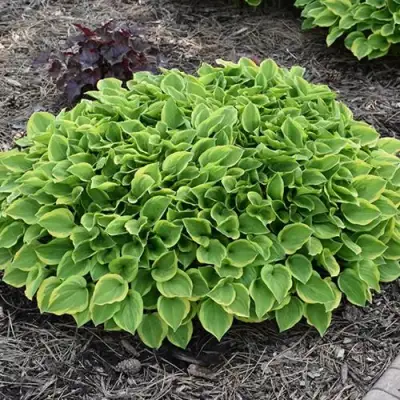 Хоста ГОЛДЕН ТИАРА в Калинковичах