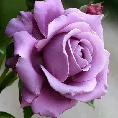 Роза МАЙЗЕР чайно-гибридная в Калинковичах