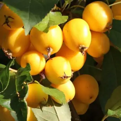 Яблоня ГОЛДЕН ХОРНЕТ декоративная в Калинковичах