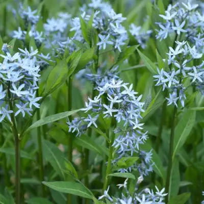 Амсония иволистная в Калинковичах