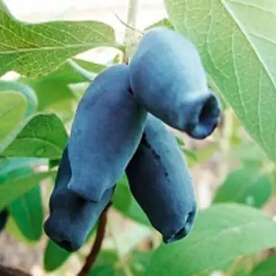 Жимолость съедобная АМФОРА в Калинковичах