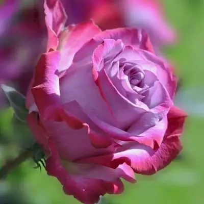 Роза ДИП ВОТЕР чайно-гибридная в Калинковичах