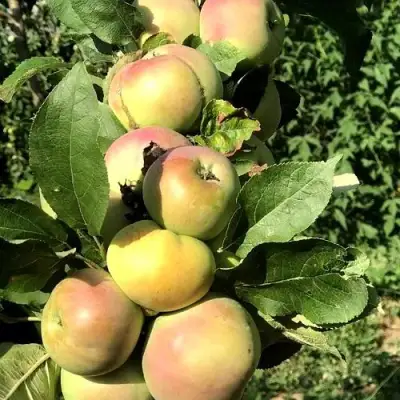 Яблоня ПРИОКСКОЕ колонновидная в Калинковичах