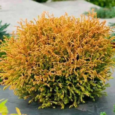 Туя ГОЛДЕН ТАФФЕТ западная в Калинковичах