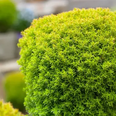 Туя АННИЕК западная в Калинковичах