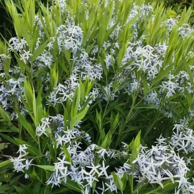 Амсония иволистная в Калинковичах