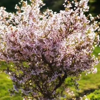 Сакура КОЙО НО МАЙ в Калинковичах