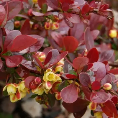 Барбарис КАРМЕН тунберга в Калинковичах