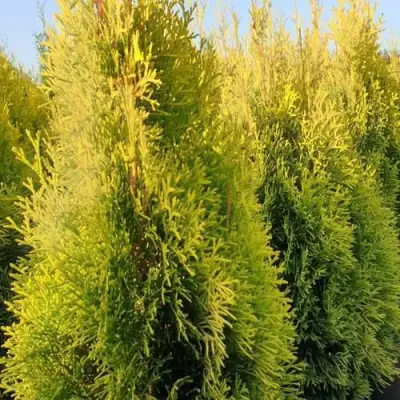 Туя ГОЛДЕН СМАРАГД западная в Калинковичах
