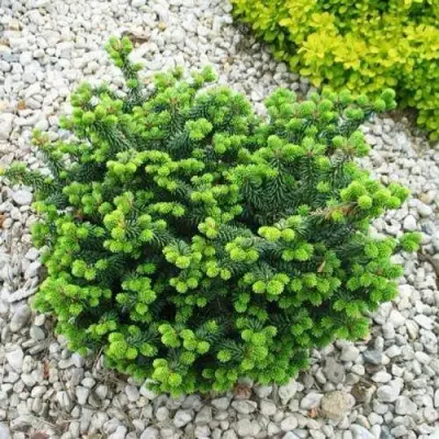 Пихта НАНА бальзамическая в Калинковичах