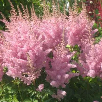 Астильба ЭДЕНС ОДИССЕЙ Арендса в Калинковичах