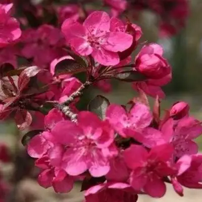 Яблоня РЕД КЕТТИ в Калинковичах