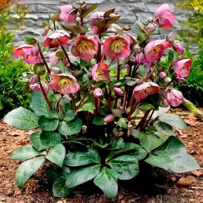 Морозник ВОСТОЧНЫЙ в Калинковичах