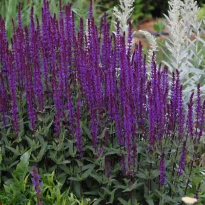 Шалфей КАРАДОНА в Калинковичах