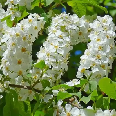 Черемуха ЧАЙКА в Калинковичах