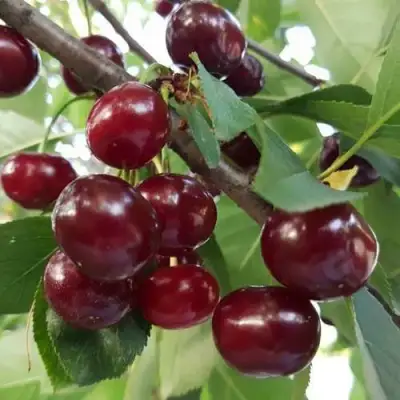 Дюк СЛАВЯНКА в Калинковичах