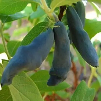 Жимолость съедобная НИМФА (ГАММА) в Калинковичах