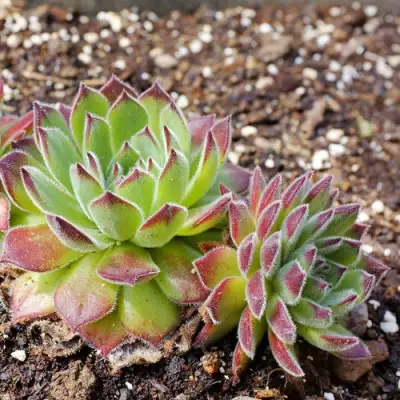 Молодило РУССКОЕ в Калинковичах