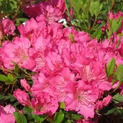 Азалия КИРСТИН японская в Калинковичах