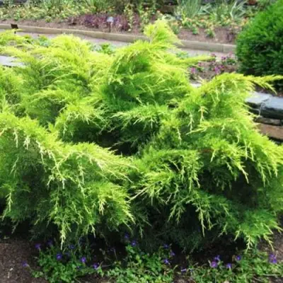 Можжевельник ГОЛД КОСТ средний в Калинковичах