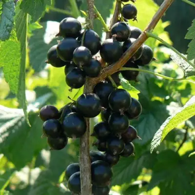 Смородина черная ВОЛОГДА в Калинковичах