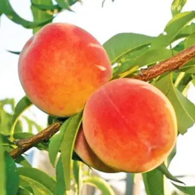 Персик ОНТАРИО в Калинковичах