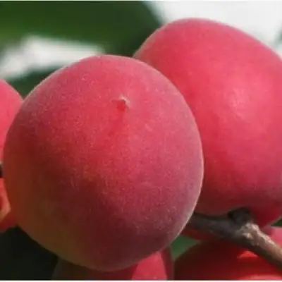 Абрикос РУБИН в Калинковичах